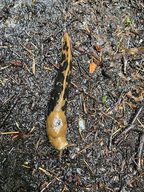 Madrone tree, rhodendron, leopard slug