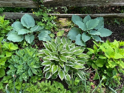 Hostas under a tree and lining a stone wall 
