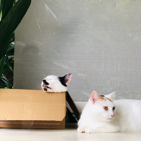 3 photos of my cats looking dumb in a cardboard box