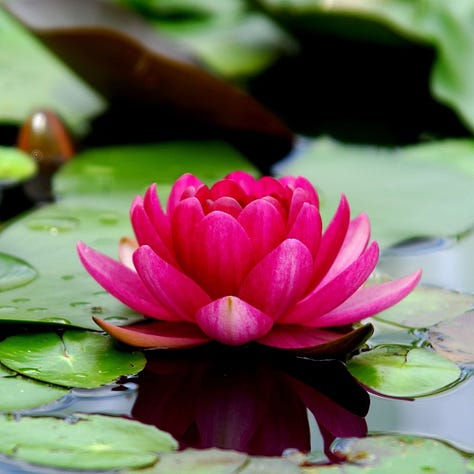lotus, stay strong, self-growth, learn, love, heart, wisdom