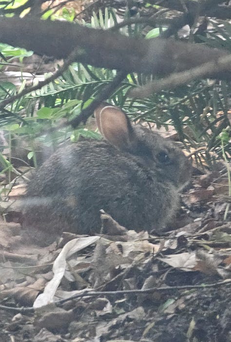 1) My desk window. 2) The leaves under the bushes outside the window. 3) Closeup of adorable bunny.