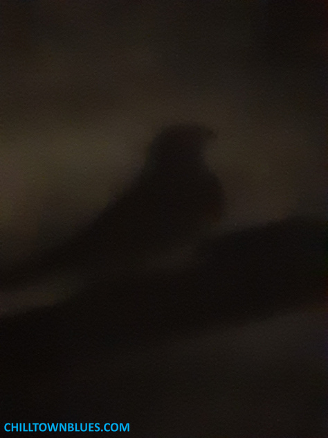 Picture 1: Slightly out of focus image of a pigeon figurine with (relative to pigeon's size) an old-fashioned merchant ship seemingly floating in the background. Picture 2: In a dimly light room, the shadow of a picture on a ledge or ledge-like bar is pictured on a wall. CHILLTOWNBLUES.COM is in turquoise blue on bottom left of image. Picture 3: A nighttime photo by Chilltown Blues of a statue (by sculptor Alvin Pettit) of civil rights activist and educator Mary McCleod Bethune on redlined south side of Jersey City. Just behind the nine-foot bronze tall statue is a small park named for her. Since the photo is taken through glass, tricks of the light make it appear as if there's little floating orbs of light all around everything. The whole thing looks bluesy, partially because sky has deep blue tint.. Picture 4: What looks like the bust of a gray pigeon looks out of a window at an urban landscape: there's the rear of a black car almost parked by the crosswalk but not quite. And across the street hung just below streetlight fixtures are, respectively, one large glowing white snowflake ornament; and about 40 feet behind it, another one across the street. CHILLTOWNBLUES.COM is written in a bright blue on the bottom right of image. Picture 5: A sepia-toned black and white image of a table with a pigeon figurine in front of a large empty birdcage. Picture 6: Picture of an old=fashioned light fixture with three curved hooks that support bulbs underneath little red lampshades. They come from a fixture that has two hooks on each side of it as well. Nestled in the center hook is a pigeon figurine. The color of the wall behind it is orange and the light from the three bulbs has a bird-like silhouette. In the bottom left corner in black is "chilltownblues.com." Picture 7: Pictured taken in a dark room of (from foreground going outward) a pigeon silhouette, mid-left, the silhouette of a bigger ship miniature on the right and then outside of large windows many lights from a big parking lot. Picture 8: Photograph of a pigeon's silhouette on the bottom left, foreground, taking about a fifth of a nighttime photo of trees with mostly yellow leaves in the background swirling toward a bright white street light. On the right side, there's a post with a series of blight lights mid-ground in the photo. Picture 9: The ChilltownBlues.com pigeon is standing in the midst of a jigsaw puzzle that's mostly done. To the left of it, from the viewer's perspective, is a kind of watermelon pie, where the eyes are half-kiwis, an orange wedge for a noise and a dark string of berries for a smile. All around the smile and the pigeon are the other puzzle pieces of which it's unclear what the rest make out, though it's mostly fruit.