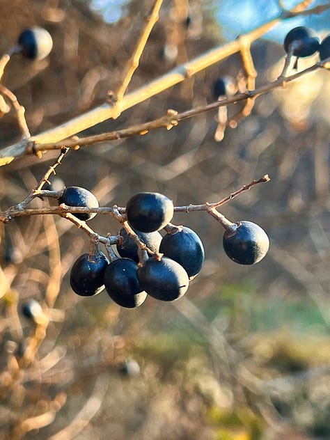 A gallery of colorful flowers, berries, and plants in every shade of the rainbow