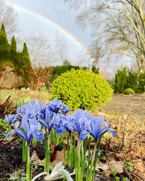 Blue flowers in the Cottage Garden: Rock Iris in March, Geranium 'Orion' in June & Camassia in May