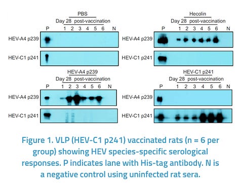 Virus Like Particles (VLP) for the Diagnosis of and Protection Against Rat Hepatitis E Infection