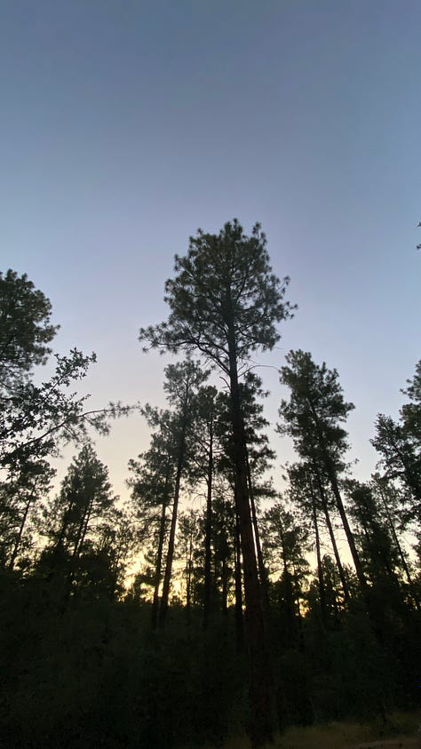 Camping in Prescott National Forest among Ponderosa pines
