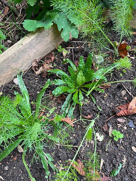 1. The sweet pepper plant has actually grown two fruits!; 2. Weld are a little nibbled but seems to be surviving in their new home, with self-seeded fennels for company; 3. The yacón revelling in it's bushy glory.