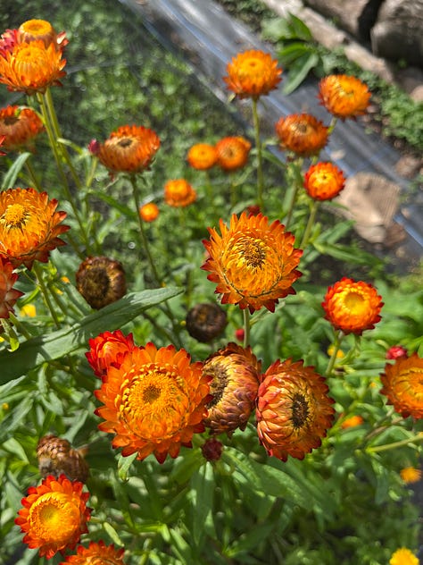 1. Flowers and new fruit of the Strawberry Tree (Arbutus unedo); 2. Bursting colourful sunset orange heads of the Strawflower (Helichryseum); 3. Fennel umbels with their pollen ends.