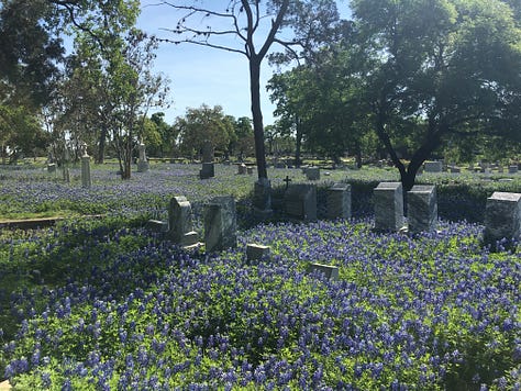 blue, purple, white, and pink lupine wildflowers abundantly blooming amongst concrete headstones in a cemetery with large oak trees in Austin, TX