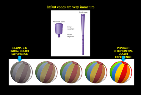 Impact of Early Visual Experience On Later Usage of Color Cues