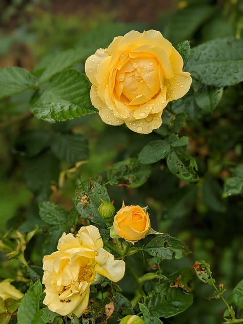 Yellow roses, Graham Thomas and Julia Child