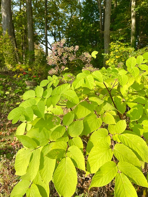 Viburnum mariesii, Aralia 'Sun King; and Beautyberry (Callicarpa) near the Daffodil Dell.