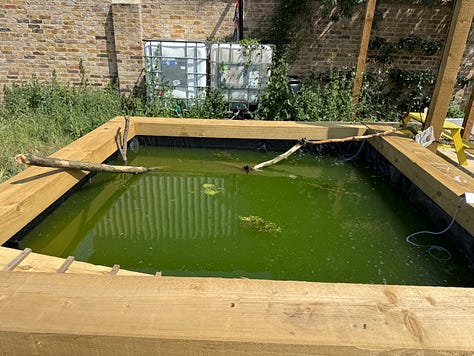 Solar pumps and oxygenating plants added to the pond that was very green with algae growth