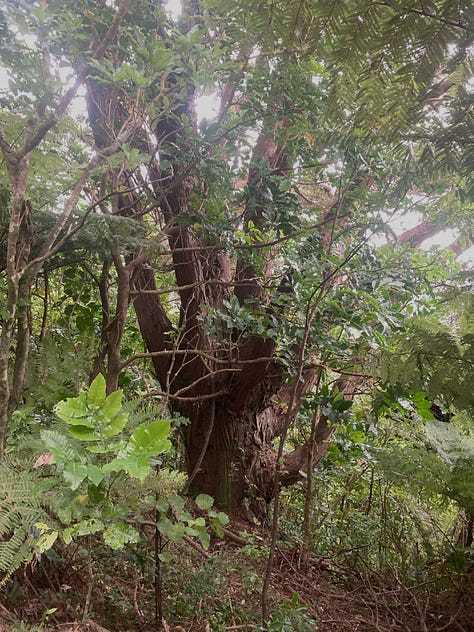 Images of tree bark and seedlings