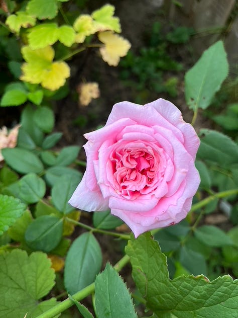 August roses and a white dahlia