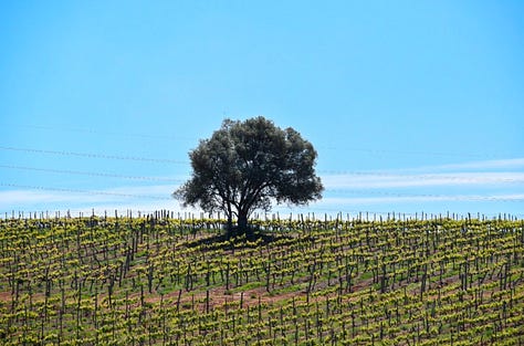 Vineyards, winery, Algarve, Convento do Paraiso