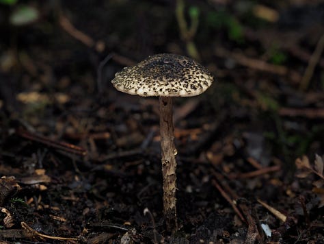 Lepiota sp.