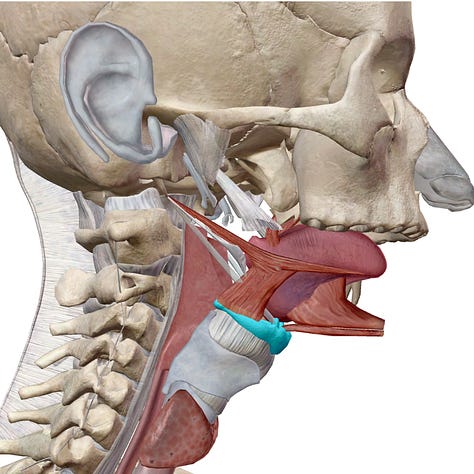 Hyoid, Temporal Bone, Mandible