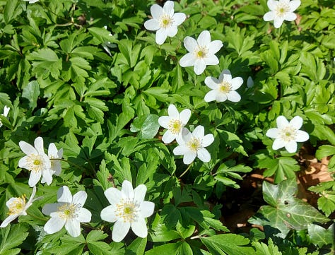 Wood anemones