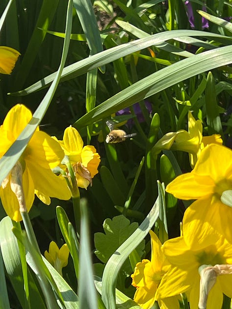 Photos of Hairy-Footed Flower Bees amongst the daffodil and Crocus bulb flowers
