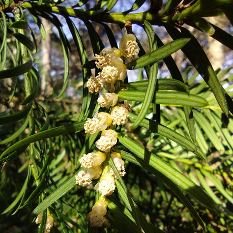Closeup images of yew tree flowers, like tiny cauliflowers or wrinkled fungu; bright yellow coltsfoot with hundreds of ray florets and a handful of disc florets all in the brightest, sunny yellow, and a decent specimen of straggly, grey blue lichen on a tree in a local park
