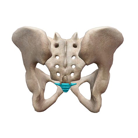 sternum, sacrum, coccyx