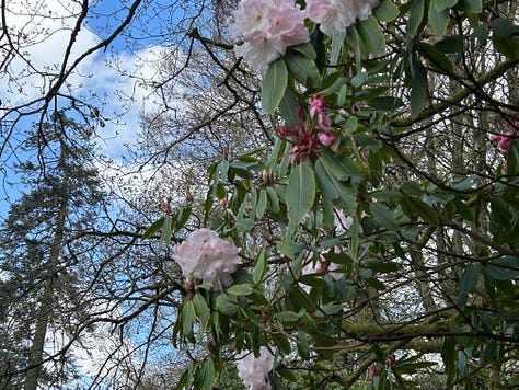 Spring flowers and blossom at Stourhead Garden, Wiltshire.