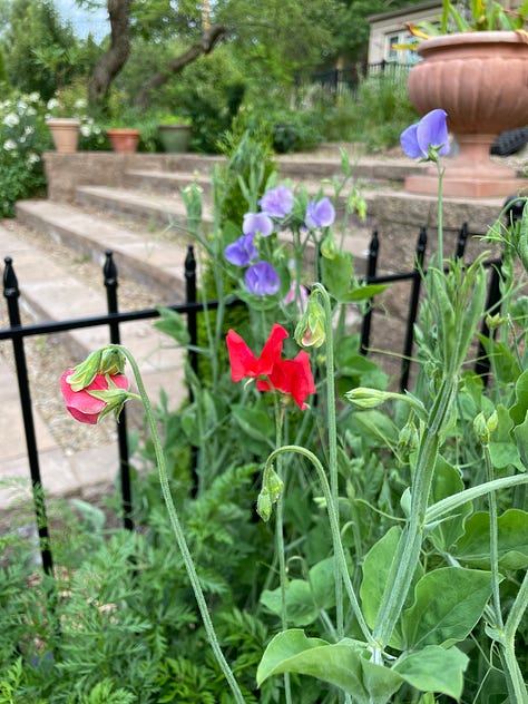 Glads, Dahlias, Sweet peas—full house in the Kitchen Garden this month