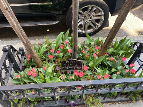Tulips in first bloom around a tree with a metal sign that reads "Please Curb Your Dog," a big batch of hydrangeas arrive on the back of a pickup truck, and a tree with pink blossoms over a sidewalk.
