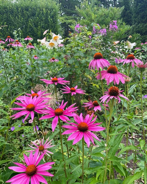 Summer Roses and Echinacea in the Cottage Garden at Havenwood