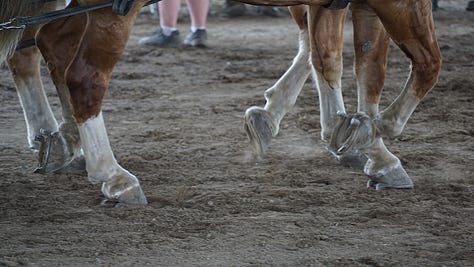 Nine photos from a fair. A closeup of the hand of a quilter; a man and a boy with blue sunglasses in front of a ride; a smiling face; human feet walking behind horses with dust; horse feet; men pulling hard on their horeseteam; horse team leaping out to pull weighted sled. two oxen standing in the sun; a young girl trying to wrestle one of the oxen on her team
