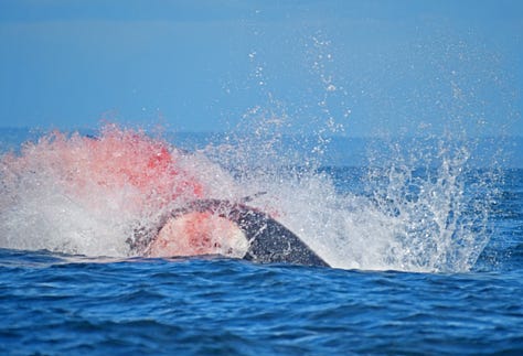 Bigg's orcas hunt Steller sea lion