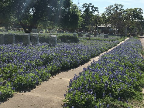 blue, purple, white, and pink lupine wildflowers abundantly blooming amongst concrete headstones in a cemetery with large oak trees in Austin, TX