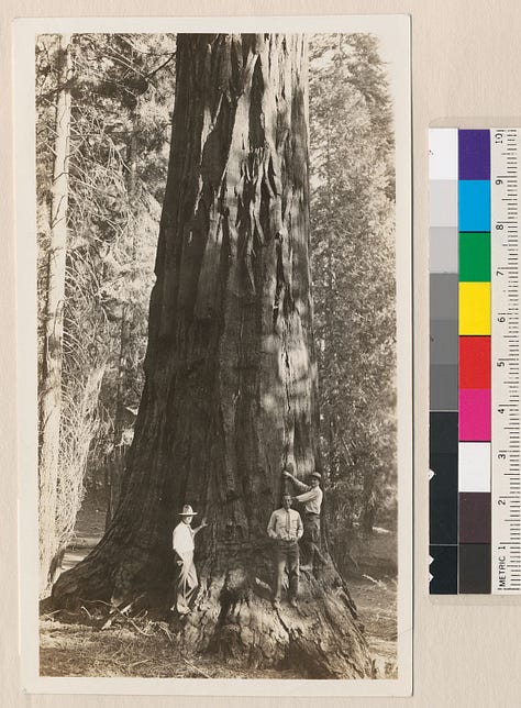 Black and white photos of Bob Marshall working in the wilderness during the 1930s