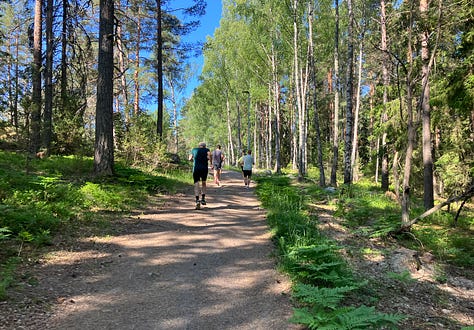 Tall thin pine trees next to a hard gravelled path