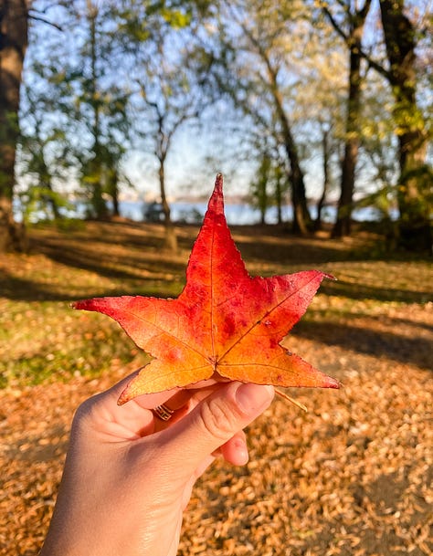 Photo of paved trail through a leafy green forest with sunlight streaming through; a photo of the photographer's legs and feet on a paved trail along grass and surrounded by fallen yellow leaves; a tree in late summer during dusk; a hand holding up a red and orange maple leaf with fall foliage in the background; a tree in mid-autumn; a tree in mid-winter; barren trees outlined against a clear blue dusk sky; a tree in early spring; an early springtime scene in a park along the river, with a painter framed by two trees.