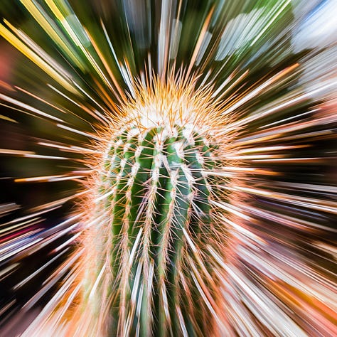 Rabbit, cyclist, cactus + zoom burst in Midjourney