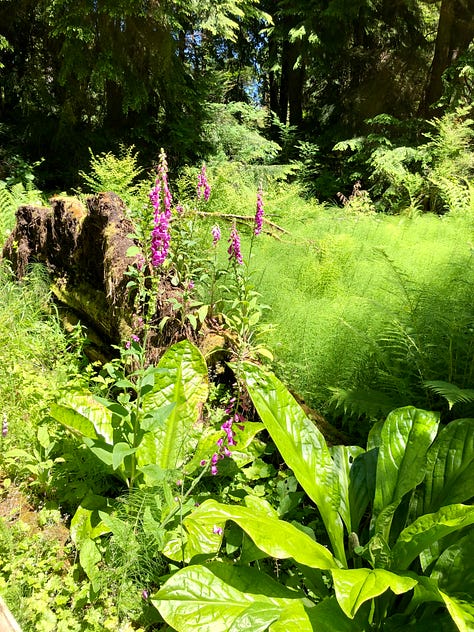 Naturalistic woodland with trestle bridge over ravine and boardwalk among woodside wetland.