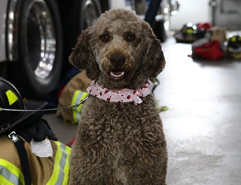 Famous First Responder Therapy Dogs