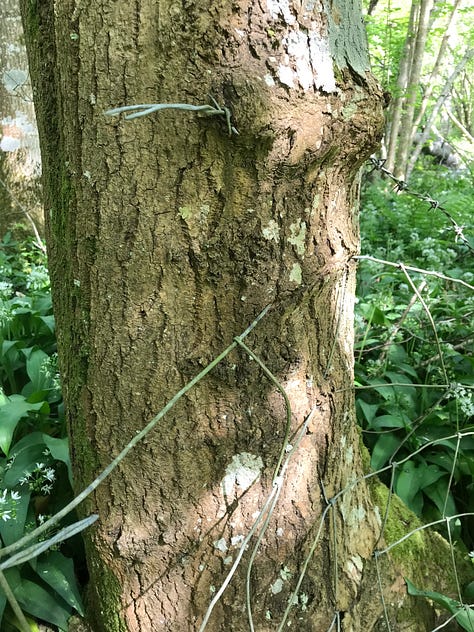 A series of close up images of trees with thick wire cutting through and into them, some with barbed pieces, evidence of the healing and growth of the tree around the wire with thickening and distortion to the bark texture and pattern.