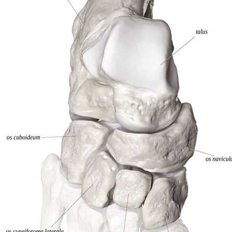 Tarsal bones, anatomy, feet