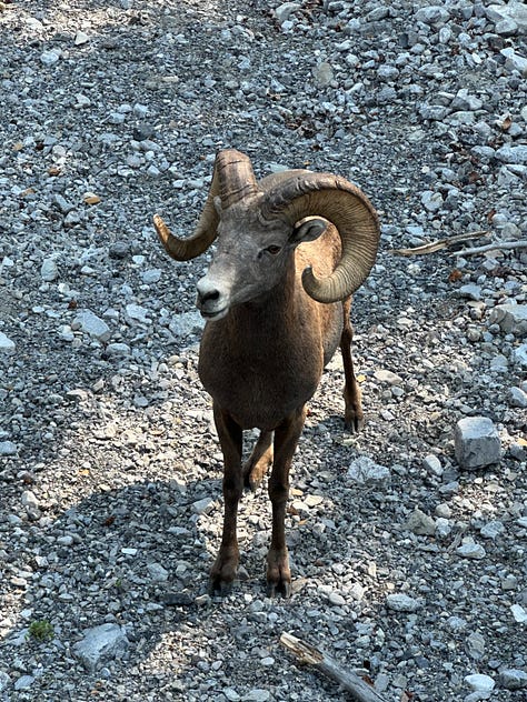 Photos of Bighorn sheep, caribou, wood bison, Canadian lynx, moose, black bear