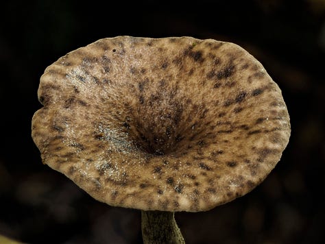 Hohenbuehelia sp. ‘Ahurriri’