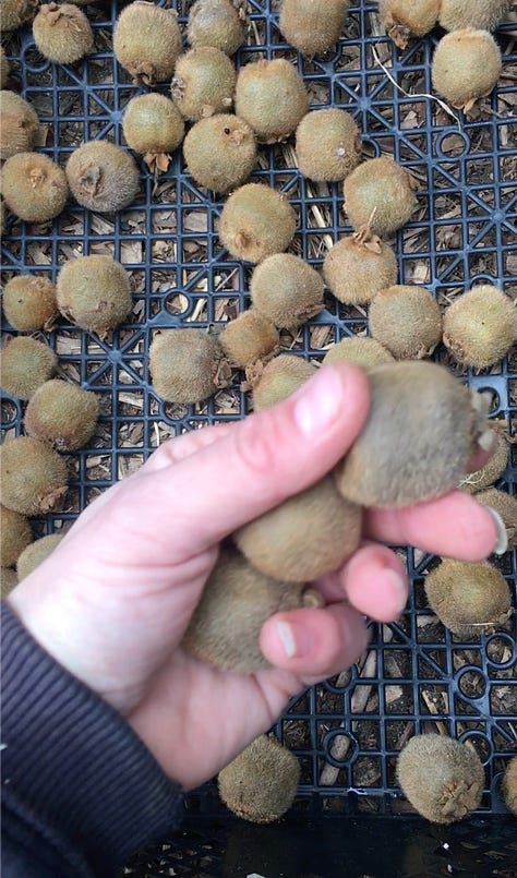 Winter lettuce mix; Fondling kiwis; Digging up horseradish.