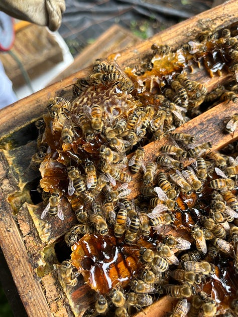 1. Colleagues lifting the hessian top cloth off the hive to reveal the bars; 2. Honeybees flocking on some broken honeycomb to suck up the honey, you may just be able to see their tongues; 3. Colleague holding a piece of capped honeycomb that had fallen off a bar.