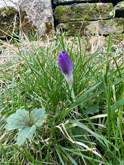 Crocus tommasinianus 'Barr's Purple'