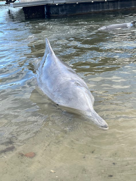 Dolphin feeding at Tin Can Bay, Queensland, Australia