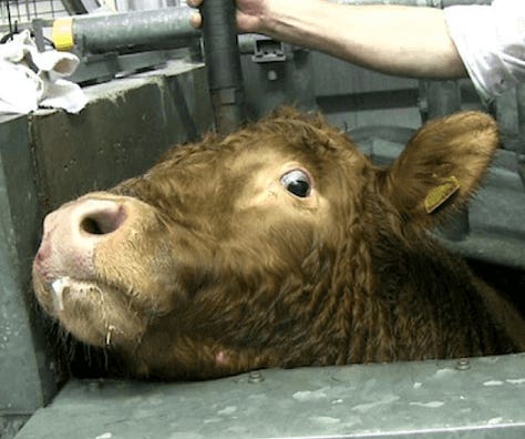 Factory farm images