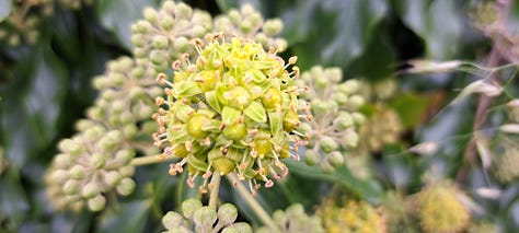 Three images showing the spherical clusters of ivy flowers, which are yellow and tiny.