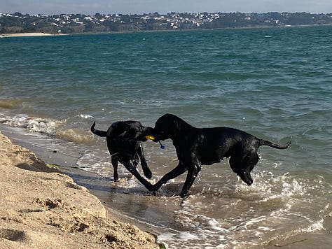 Labradors